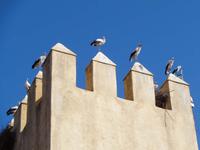 In Fes überwintern viele Störche