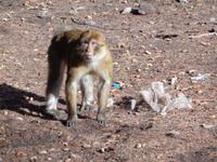 Berberaffe im Altlasgebirge