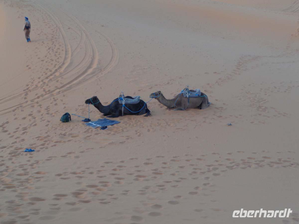 Zwei unserer Dromedare
