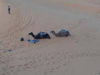 Zwei unserer Dromedare