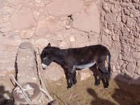 Esel sind weit verbreitete Nutztiere