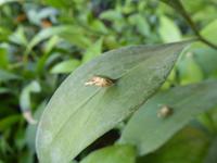 Bahia Palast - Marrakesch