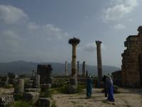 Voloubilis - Kapitolstempel