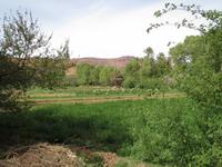 160_Palmerie