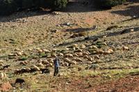 Schafe im Mittleren Atlas