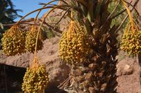 Ait Benhaddou Detail2