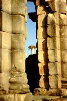 Störche in Volubilis