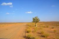 Oscherstrauch am Weg