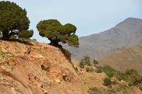 Alte Wacholderbäume