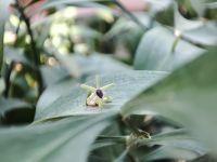 Majorelle Garten Mausdorn
