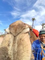 Palmeraie Marrakesch Kamel