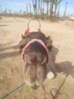 Palmeraie Marrakesch Neujahrskuss