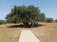 Arganbaum - Baum des Lebens