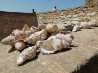 Muscheln als Souvenirs, Essaouira