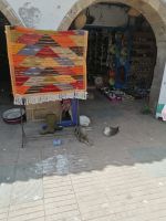 Katzen und Möwen, Markt der Medina in Essaouira