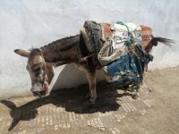 Esel in der Medina von Moulay Idriss