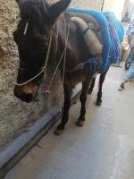 ein treuer Freund der Berber, Medina von Fes