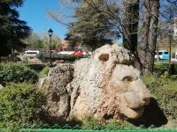 Atla-Löwe im Park von Ifrane - die kleine Schweiz von Marokko
