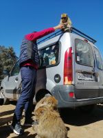 Magot- oder Berber-Affen am Rande eines Zederwaldes