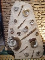Fossilienausstellung im Hotel Xaluca, Erfoud