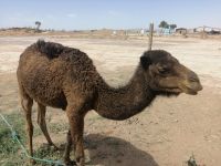 kleiner Dramadar auf der Strecke nach Tinghir