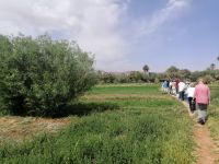 Felde am Fluß Todgha Gorges, unser Spaziergang
