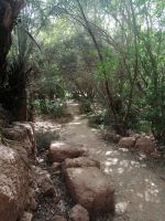 im Schatten der Bäume in der Oase am Fluß Todgha Gorges, Tinghir