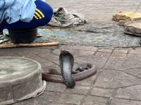 Schlangenbeschwörer auf dem Gauklerplatz