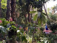 Jardin Majorelle fakultativ