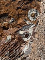 Fossilien aus Erfoud