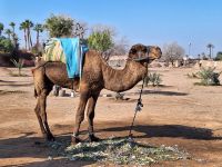 über diese Tiere haben wir viel erfahren, 20250101_114030.jpg