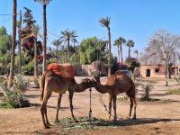 ob die sich wohl mögen?, 20250101_115435.jpg