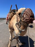 erste Begegnung.jpeg