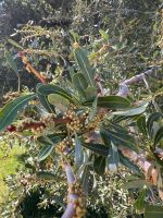 Ast mit Blüten.jpeg