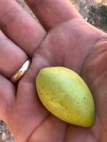 Frucht mit Schale.jpeg