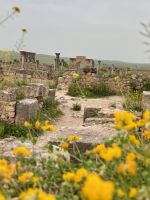 9.4.Volubilis.jpeg