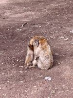 11.4.Makakken bei der Arbeit.jpeg