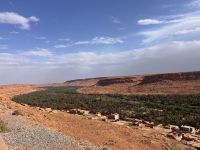 11.4.Ziz PalmenOase.jpeg