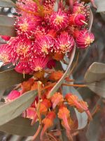 13.4. Eukalyptus am Wege.jpeg