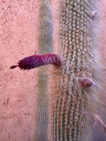 14.4. blühender Kaktus.jpeg