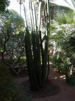 Jardin Majorelle