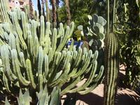 Jardin Majorelle
