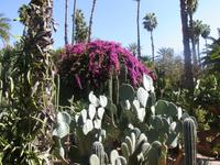 Jardin Majorelle