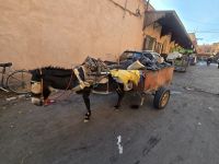 Eselskarren in Marrakesch
