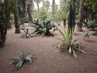 Jardin Majorelle Marrakesch