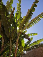 Ruinenensemble von Chellah