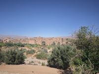 Spaziergang in einer Palmerie in Tinghir