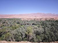 Spaziergang in einer Palmerie in Tinghir