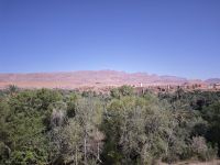 Spaziergang in einer Palmerie in Tinghir