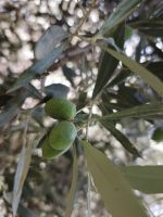 Spaziergang in einer Palmerie in Tinghir